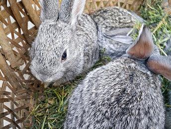 传闻：索尼希望能独占《红色沙漠》 但被开发商拒绝了